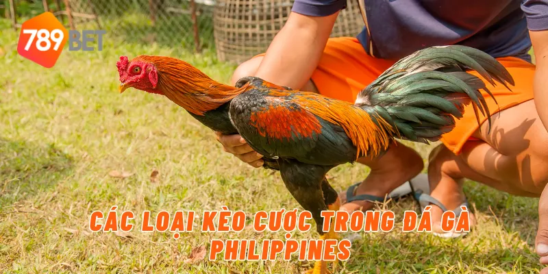Đá Gà Philippines Tại 789BET – Đấu Trường Hấp Dẫn 3 Các loại kèo cược trong đá gà Philippines