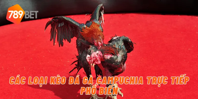 Đá Gà Campuchia Trực Tiếp Uy Tín Và Hấp Dẫn Cùng 789BET 3 Các loại kèo đá gà campuchia trực tiếp phổ biến