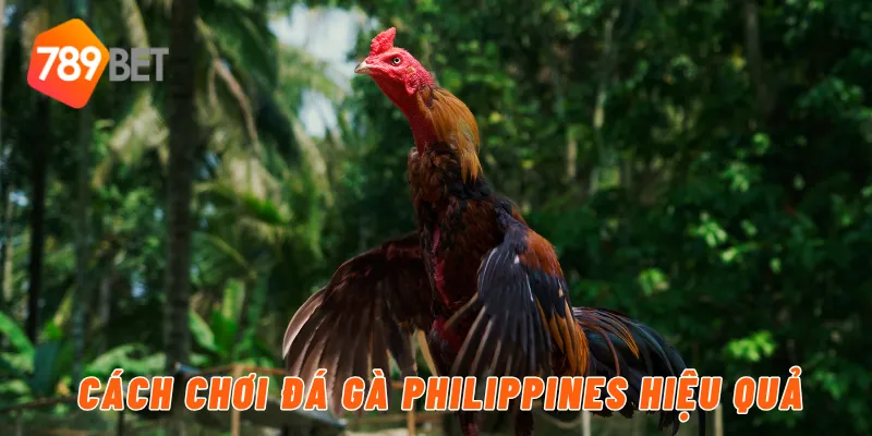 Đá Gà Philippines Tại 789BET – Đấu Trường Hấp Dẫn 4 Cách chơi đá gà philippines hiệu quả