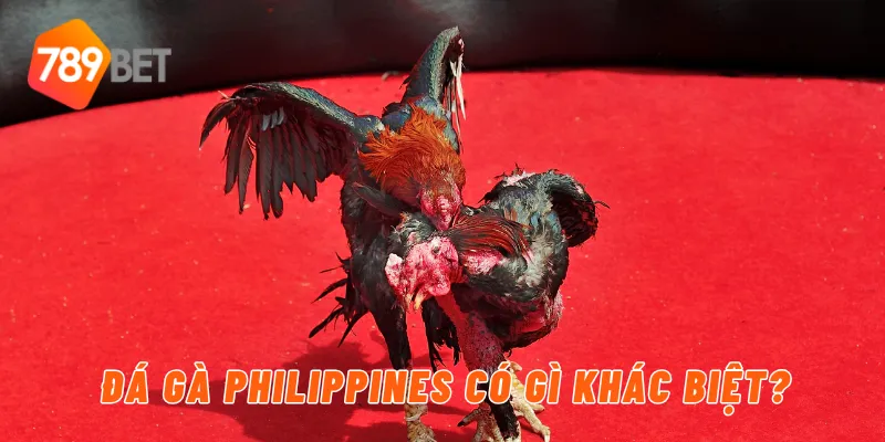 Đá Gà Philippines Tại 789BET – Đấu Trường Hấp Dẫn 2 Đá gà philippines có gì khác biệt?