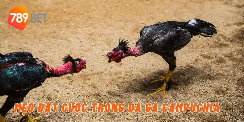Đá Gà Campuchia Trực Tiếp Uy Tín Và Hấp Dẫn Cùng 789BET 4 Mẹo đặt cược trong đá gà Campuchia 789BET