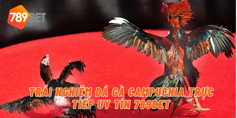 Đá Gà Campuchia Trực Tiếp Uy Tín Và Hấp Dẫn Cùng 789BET 2 Trải nghiệm đá gà Campuchia trực tiếp uy tín 789BET