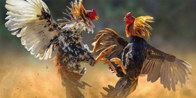 Đá gà cựa dao KUBET