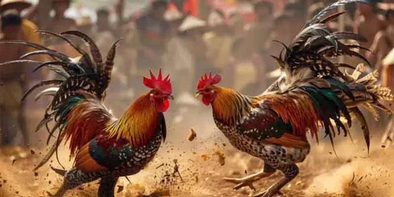 Chọn giống gà ưu tú