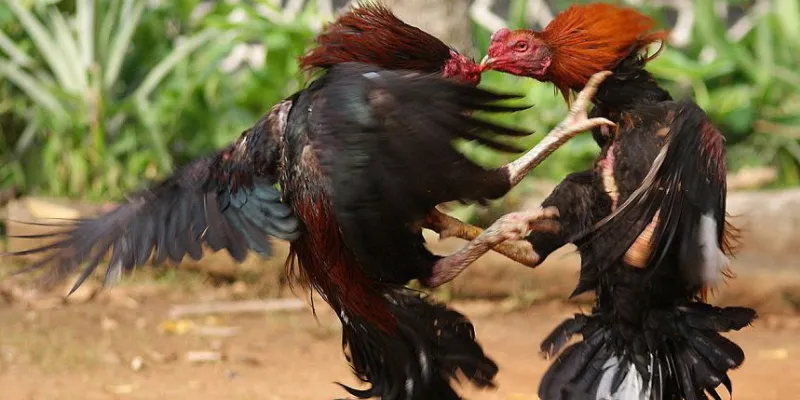 Đá gà vua sân cỏ – Trải nghiệm cách chơi chiến thắng lớn 3 Top mẹo cá cược đá gà vua sân cỏ hiệu quả